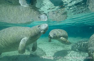 West Indian manatees at Three Sisters Springs, Florida, Trichechus manatus, Crystal River