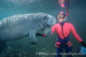 Snorkeler and manatee at Three Sisters Springs, Florida, Trichechus manatus, Crystal River