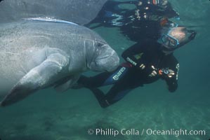 West Indian manatee, Trichechus manatus, Three Sisters Springs, Crystal River, Florida