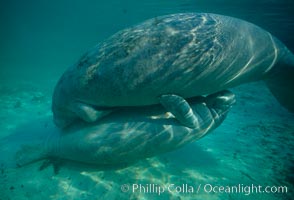 West Indian manatee, socializing/play, Trichechus manatus, Three Sisters Springs, Crystal River, Florida