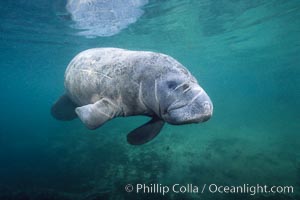 West Indian manatee photographed underwater at Three Sisters Springs, Florida, Trichechus manatus, Crystal River