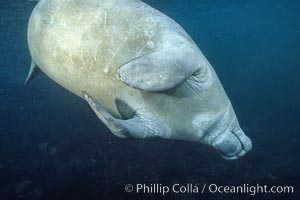 West Indian manatee at Three Sisters Springs, Florida, Trichechus manatus, Crystal River