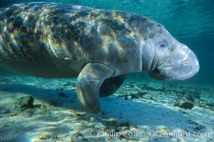 West Indian manatee at Three Sisters Springs, Florida, Trichechus manatus, Crystal River