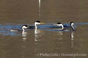 Western Grebes Ratchet Pointing in preparation for rushing, a courtship ceremony, Lake Hodges, San Diego, Aechmophorus occidentalis