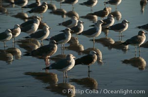 Western and Heermanns gulls, Larus heermanni, Larus occidentalis, Del Mar, California