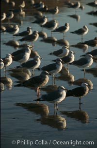 Western and Heermanns gulls, Larus heermanni, Larus occidentalis, Del Mar, California