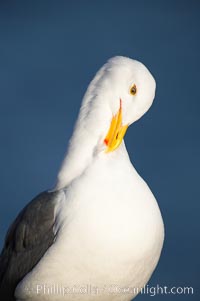Western gull, preening, adult breeding, Larus occidentalis, La Jolla, California