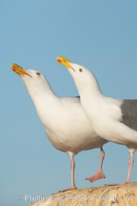 Western gulls, courtship behaviour, Larus occidentalis, La Jolla, California