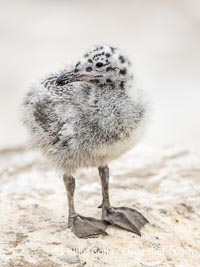 Western Gull Chick on Sea Cliff over the Ocean, Larus occidentalis, La Jolla Cove, Larus occidentalis