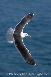 Western gull in flight, Larus occidentalis, La Jolla, California