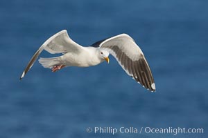 Western gull in flight, Larus occidentalis, La Jolla, California