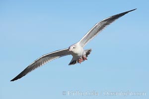 Western gull, juvenile 3rd winter plumage, Larus occidentalis, La Jolla, California