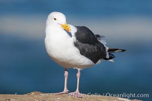 Western gull, adult breeding plumage, note yellow orbital ring around eye, Larus occidentalis, La Jolla, California