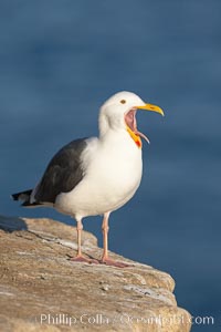 Western gull, open mouth, Larus occidentalis, La Jolla, California