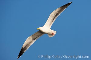 Western gull, flying, Larus occidentalis, La Jolla, California