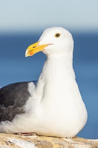 Western Gull resting on sea cliff, Larus occidentalis, La Jolla, California