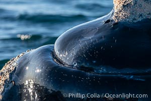 Whale hair on the rostrum and chin of a southern right whale, sidelit by the setting sun. These individual hairs provide sensor information to the whale as it swims through ocean currents or touches the ocean bottom, Eubalaena australis, Puerto Piramides, Chubut, Argentina