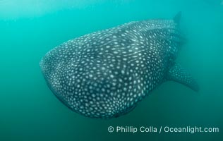 Whale shark, Rhincodon typus, Bahia de los Angeles, Sea of Cortez, Mexico, Rhincodon typus