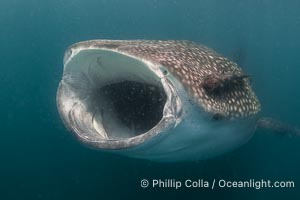 Whale shark opens mouth wide to slurp clouds of mysid shrimp and krill, Rhincodon typus, Bahia de los Angeles, Sea of Cortez, Mexico, Rhincodon typus