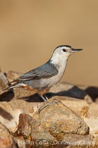 White-breasted nuthatch, female, Sitta carolinensis, Madera Canyon Recreation Area, Green Valley, Arizona