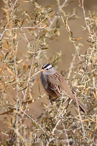 White-crowned sparrow, Zonotrichia leucophrys, Bosque del Apache National Wildlife Refuge, Socorro, New Mexico