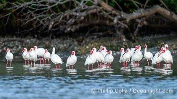 White Ibis gather on shore, Eudocimus albus, Alafia Banks, Florida, Eudocimus albus, Alafia Banks Critical Wildlife Area, Tampa