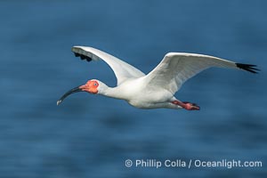 White Ibis in flight, Eudocimus albus, Alafia Banks, Florida, Eudocimus albus, Alafia Banks Critical Wildlife Area, Tampa