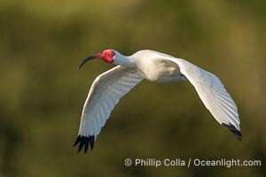 White Ibis in flight, Eudocimus albus, Alafia Banks, Florida, Eudocimus albus, Alafia Banks Critical Wildlife Area, Tampa