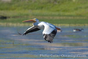 White pelican flies over the Yellowstone River, Pelecanus erythrorhynchos, Hayden Valley, Yellowstone National Park, Wyoming