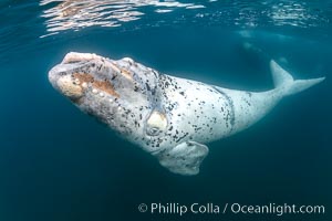 White southern right whale calf underwater, Eubalaena australis. About five per cent of southern right whales are born white due to a condition known as grey morphism and will gradually turn dark as they age.  They are not albino (which is a complete lack of pigmentation).  Sometimes referred to as "brindled", the white coloration is a recessive genetic trait and only lasts a few months.  Typically, but not always, white calves will become much darker as they mature but will still be somewhat lighter than normal even as adults, Eubalaena australis, Puerto Piramides, Chubut, Argentina