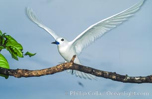 White tern, Rose Atoll National Wildlife Refuge, Fairy tern, Gygis alba, Rose Atoll National Wildlife Sanctuary