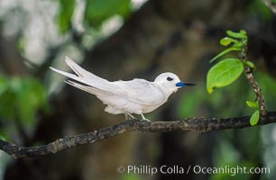 White tern, Rose Atoll National Wildlife Refuge, Fairy tern, Gygis alba, Rose Atoll National Wildlife Sanctuary