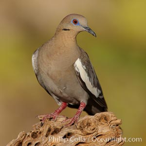 White-winged dove, Zenaida asiatica, Amado, Arizona