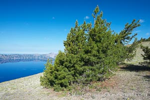 Whitebark pine, Crater Lake, Oregon. Due to harsh, almost constant winds, whitebark pines along the crater rim surrounding Crater Lake are often deformed and stunted, Pinus albicaulis, Crater Lake National Park