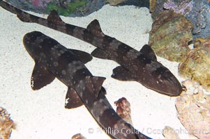 white spotted bamboo shark drawing