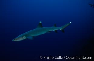 White-tip reef shark, Triaenodon obesus, Cocos Island