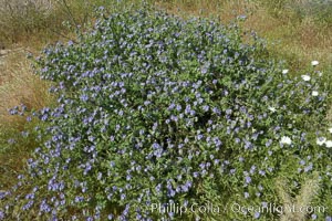 Wild heliotrope, Glorietta Canyon.  Heavy winter rains led to a historic springtime bloom in 2005, carpeting the entire desert in vegetation and color for months, Phacelia distans, Anza-Borrego Desert State Park, Borrego Springs, California