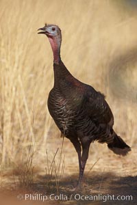 Wild turkey, Meleagris gallopavo, Madera Canyon Recreation Area, Green Valley, Arizona