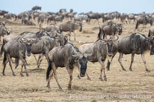 Wildebeest Herd, Maasai Mara National Reserve, Kenya, Connochaetes taurinus