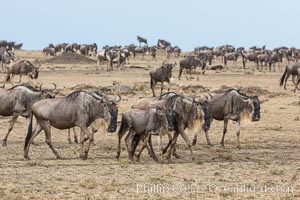 Wildebeest Herd, Maasai Mara National Reserve, Kenya, Connochaetes taurinus