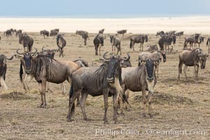 Wildebeest Herd, Maasai Mara National Reserve, Kenya, Connochaetes taurinus