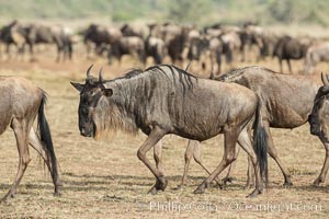 Wildebeest Herd, Maasai Mara National Reserve, Kenya, Connochaetes taurinus