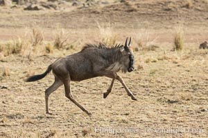 Wildebeest, Maasai Mara National Reserve, Kenya, Maasai Mara National Reserve, Kenya, Connochaetes taurinus