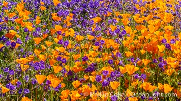 Wildflowers and California Poppies in Bloom, Elsinore, Eschscholzia californica