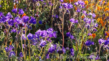 Wildflowers and California Poppies in Bloom, Elsinore, Eschscholzia californica