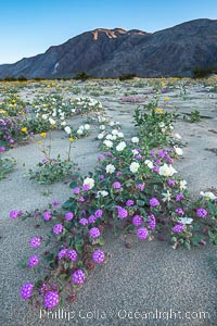 Wildflowers in Anza-Borrego Desert State Park, Abronia villosa, Oenothera deltoides, Borrego Springs, California