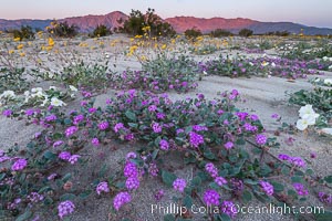 Wildflowers in Anza-Borrego Desert State Park, Abronia villosa, Borrego Springs, California