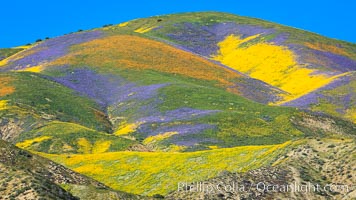 Wildflowers bloom across Carrizo Plains National Monument, during the 2017 Superbloom, Carrizo Plain National Monument, California