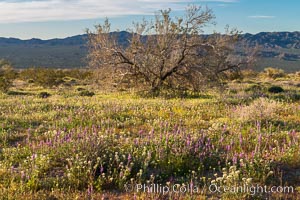 Wildflowers Bloom in Spring, Joshua Tree National Park