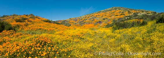 Wildflowers carpets the hills at Diamond Valley Lake, Hemet, Eschscholzia californica